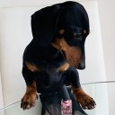 PAWS Colour For Canines Pet Nail Polish